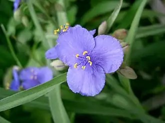 Традесканция огайская (Tradescantia ohiensis)