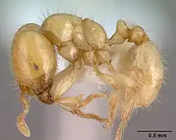 T. gilva, солдат сбоку