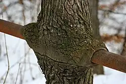 Инородное включение