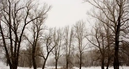 Деревья на острове на реке Уфа