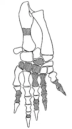 Кости правой передней конечности