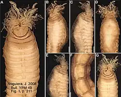 Trichobranchus drewi