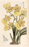 Trichocentrum bicallosum (syn. Oncidium bicallosum)