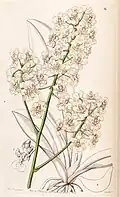 Trichocentrum stramineum (syn. Oncidium stramineum)