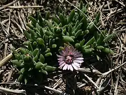 Trichodiadema occidentale