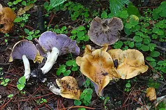 Tricholosporum porphyrophyllum