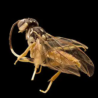 Orthogonalys pulchella