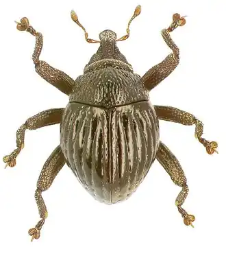 Trigonopterus agathis