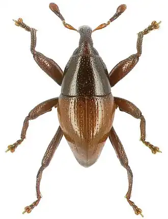 Trigonopterus crassicornis