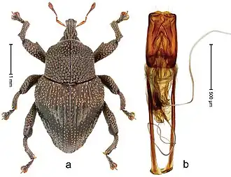 Trigonopterus dentipes