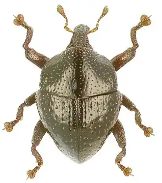 Trigonopterus discoidalis