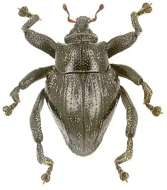 Trigonopterus dromedarius