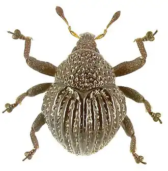 Trigonopterus echinus