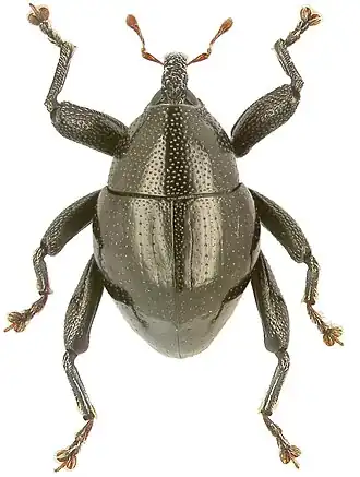 Trigonopterus eremitus