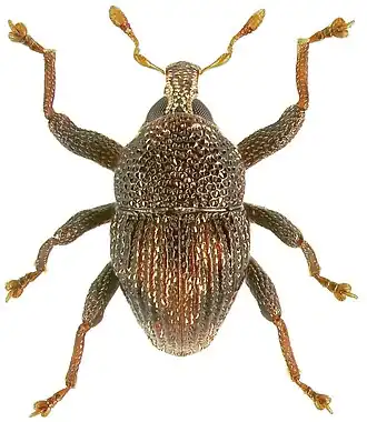 Trigonopterus euops