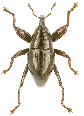 Trigonopterus fusiformis