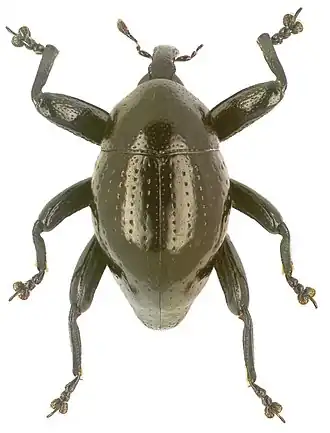 Trigonopterus gonatoceros