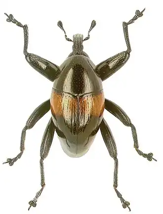 Trigonopterus katayoi