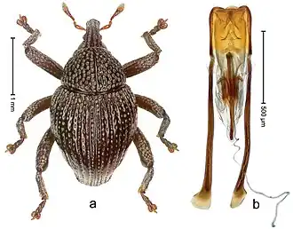 Долгоносик Trigonopterus klatakanensis и гениталии, шкала = 1,0 и 0,5 мм