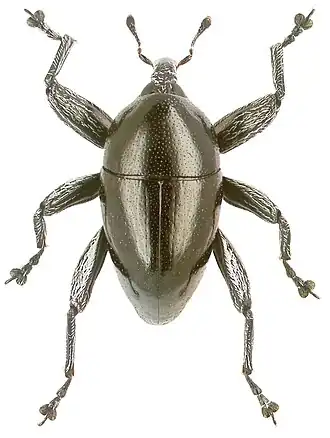 Trigonopterus koveorum