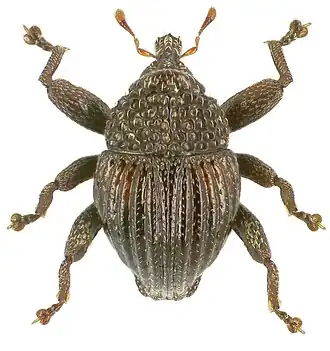 Trigonopterus scabrosus
