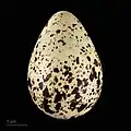 яйцо Tringa totanus totanus -  Тулузский музеум