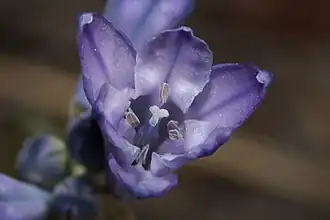 Цветок трителейи крупноцветной