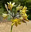 Triteleia lugens