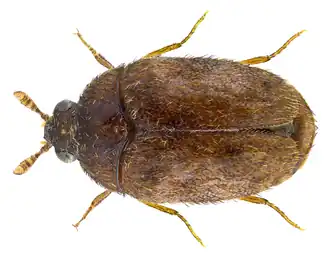 Trogoderma granarium