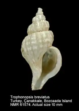 Трофонопсис укороченный