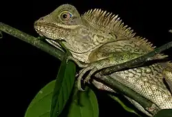 Борнеоский гоноцефал