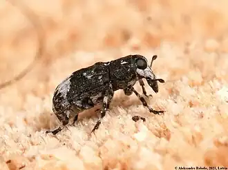 Tropideres albirostris