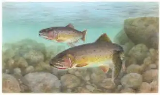Oncorhynchus clarkii clarkii