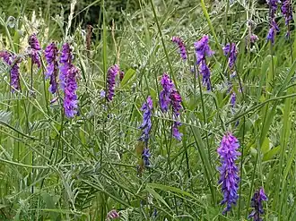 Горошек мышиный, цветущее растение