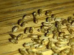 Turnera ulmifolia seeds