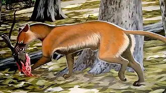 Cormocyon copei, реконструкция