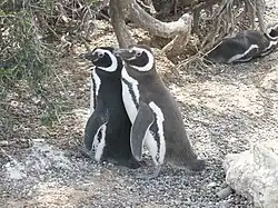 Пара магеллановых пингвинов