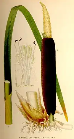 Початок рогоза широколистного (Typha latifolia L.)
