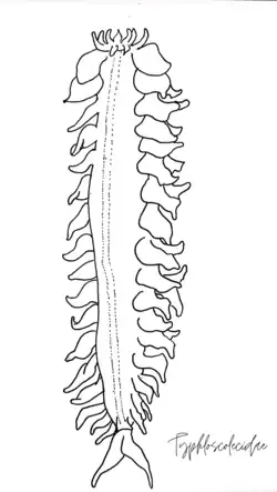 Travisiopsis lanceolata