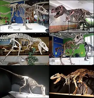 1-й столбец: Daspletosaurus torosus, Albertosaurus sarcophagus, Alioramus remotus2-й столбец: Tyrannosaurus rex, Lythronax argestes, Tarbosaurus bataar