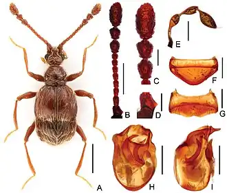 Tyrodes jenisi (самец, голотип): антенна (B), булава (C), скапус (D), максиллярный щупик (E), тергит VIII (F), стернит VIII (G), эдеагус (сверху, H; сбоку, I). Шкала (мм): A = 0,5; B = 0,2; C–I = 0,1.