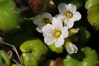 Romanzoffia sitchensis