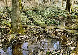 Заповедник во время цветения белоцветника весеннего