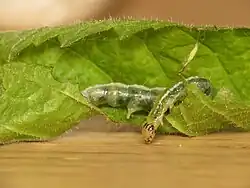 Udea prunalis, гусеница