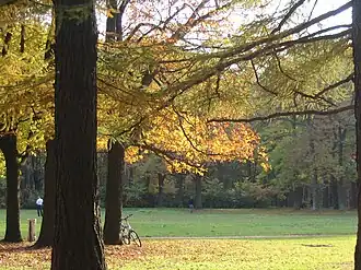 Лиственницы в парке