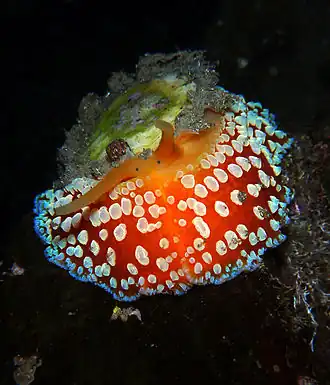 Представитель Umbraculum umbraculum