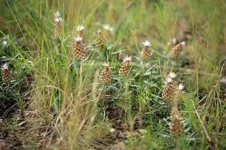 Rhaponticum coniferum