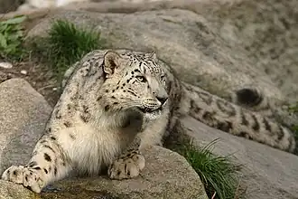 Ирбис  (род снежные барсы)