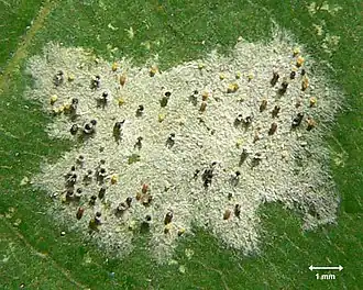 Телеоморфа Sawadaea tulasnei на листьях клёна