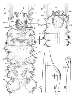 Uncopherusa cristata